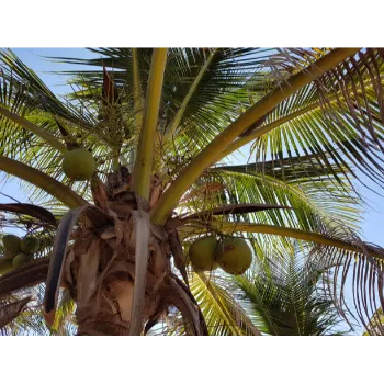 Coconut Plant